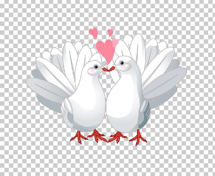 Columbidae Lovebird Doves As Symbols PNG, Clipart, Animals, Beak, Bird, Chicken, Columbidae Free PNG Download