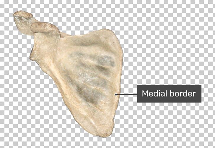 Coracoid Process Glenoid Cavity Scapula Infraglenoid Tubercle Anatomy PNG, Clipart, Acromion, Anatomy, Bone, Coracoid, Coracoid Process Free PNG Download