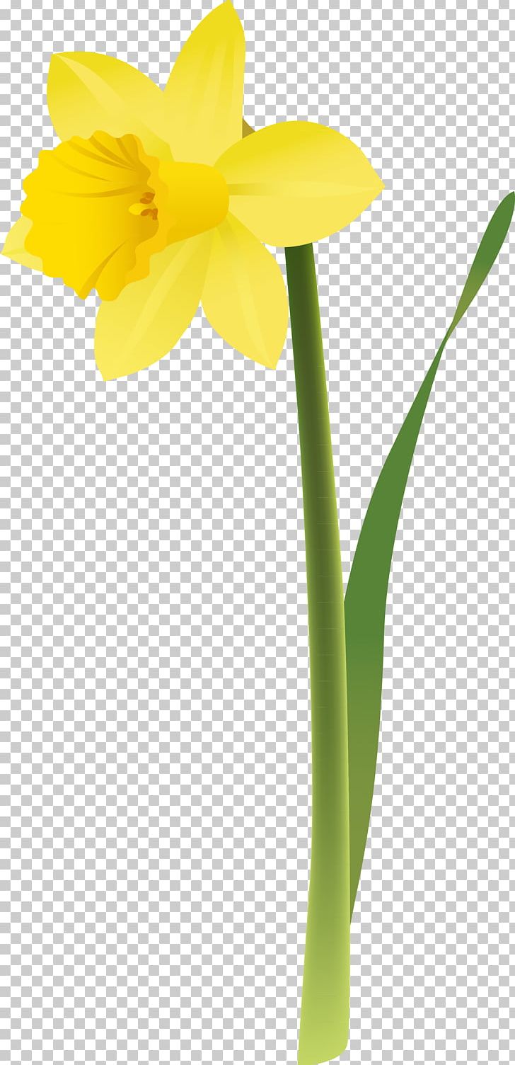 Daffodil Flower PNG, Clipart, Amaryllis Family, Cut Flowers, Daffodil, Desktop Wallpaper, Encapsulated Postscript Free PNG Download