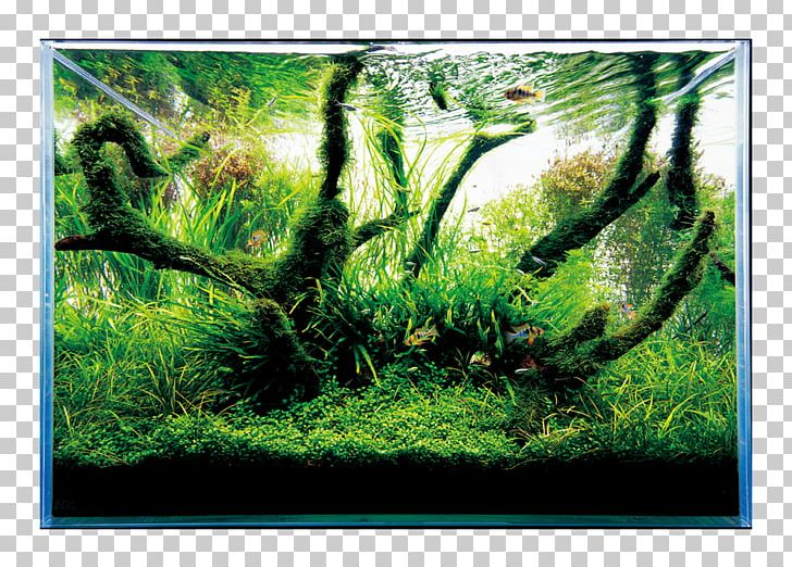 Nature Aquarium World Aquascaping Aqua Design Amano Aquarium Filters PNG, Clipart, Animals, Aqua Design Amano, Aquarium, Aquarium Filters, Aquariums Free PNG Download