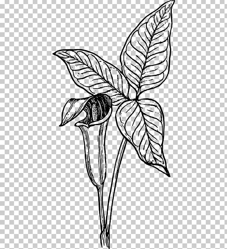 Arum-lily Cuckoo-pint PNG, Clipart, Artwork, Arum, Botany, Branch, Fictional Character Free PNG Download