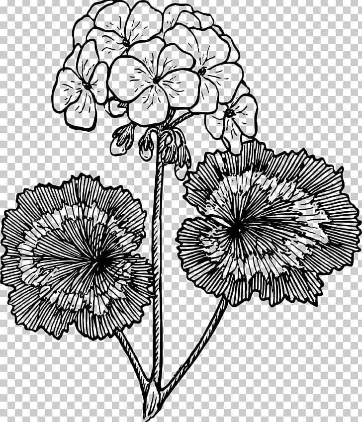 Drawing Flower PNG, Clipart, Black And White, Chrysanths, Clip Art, Cranesbill, Cut Flowers Free PNG Download