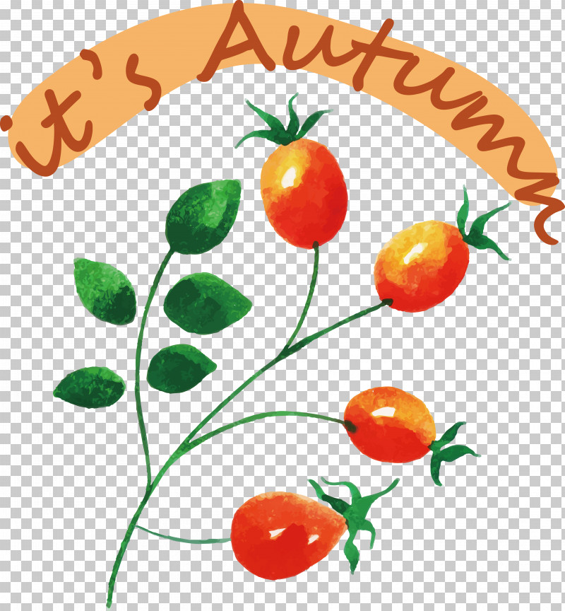 Tomato PNG, Clipart, Fruit, Local Food, Natural Food, Superfood, Tomato Free PNG Download
