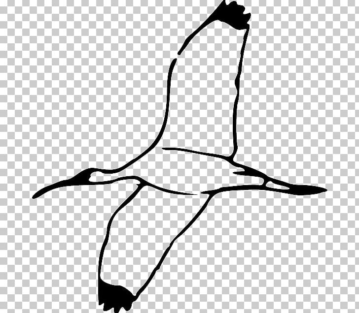 Bald Eagle Bird Ibis Graphics PNG, Clipart, American White Ibis, Animals, Artwork, Australian White Ibis, Bald Eagle Free PNG Download