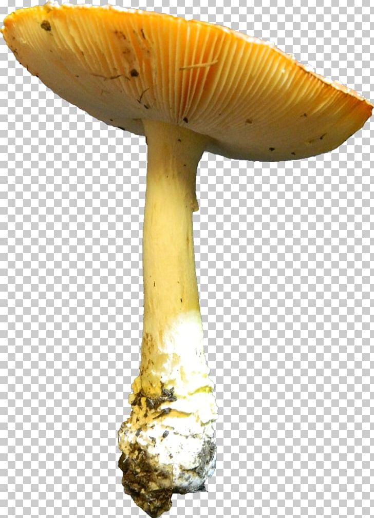 Edible Mushroom Agaricaceae Medicinal Fungi Medicine PNG, Clipart, Agaricaceae, Edible Mushroom, Ingredient, Medicinal Fungi, Medicinal Mushroom Free PNG Download