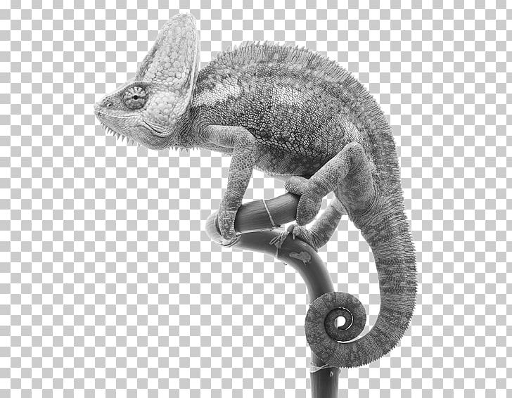 Veiled Chameleon Panther Chameleon Reptile Jackson's Chameleon Ambilobe PNG, Clipart, Animal, Animals, Black And White, Chamaeleo, Chameleon Free PNG Download