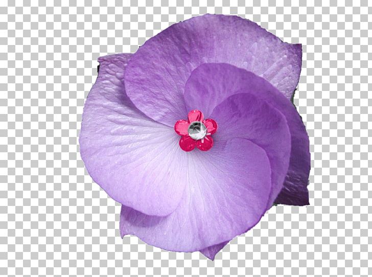 Violet Flower Purple Accesso PNG, Clipart, Accesso, Flower, Flowering Plant, Hibiscus, Lilac Free PNG Download