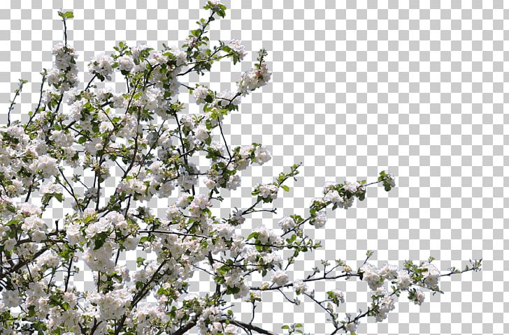 Blossom Twig Tree Forest Gardening Flower PNG, Clipart, Apple, Blossom, Branch, Cherry, Cherry Blossom Free PNG Download