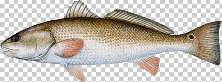 Florida Red Drum Drums Redfish Fishing PNG, Clipart, Animal Figure, Barramundi, Black Drum, Bony Fish, Common Rudd Free PNG Download