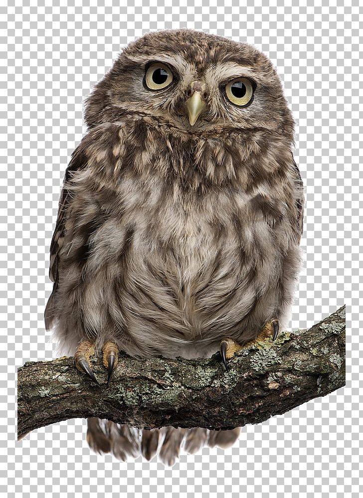 Snowy Owl Bird Stock Photography Northern White-faced Owl PNG, Clipart, Animals, Animals Element, Background, Barn Owl, Beak Free PNG Download