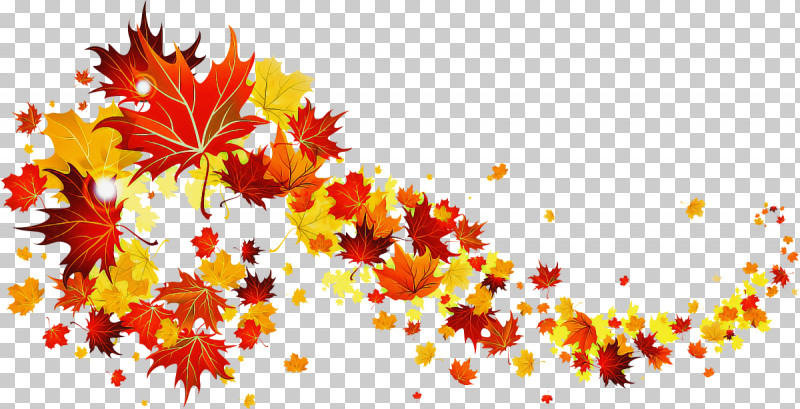 Maple Leaf PNG, Clipart, Autumn, Black Maple, Deciduous, Leaf, Maple Free PNG Download