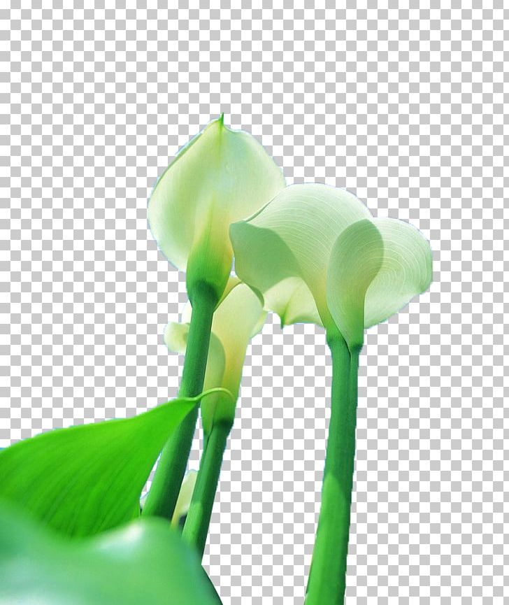 Arum-lily Callalily PNG, Clipart, Angle, Arumlily, Black White, Calla, Callalily Free PNG Download