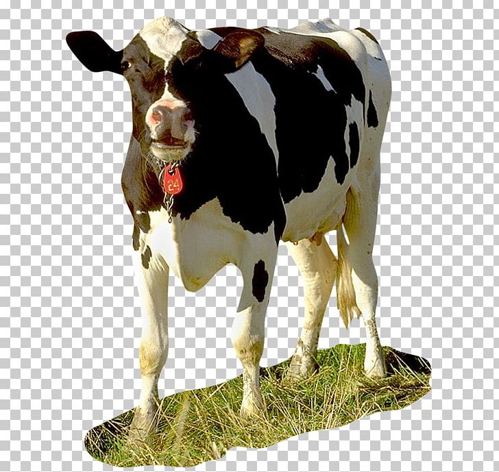 Dairy Cattle Calf Taurine Cattle Baka Brown Swiss Cattle PNG, Clipart, Animals, Baka, Beef, Brown Swiss Cattle, Bull Free PNG Download