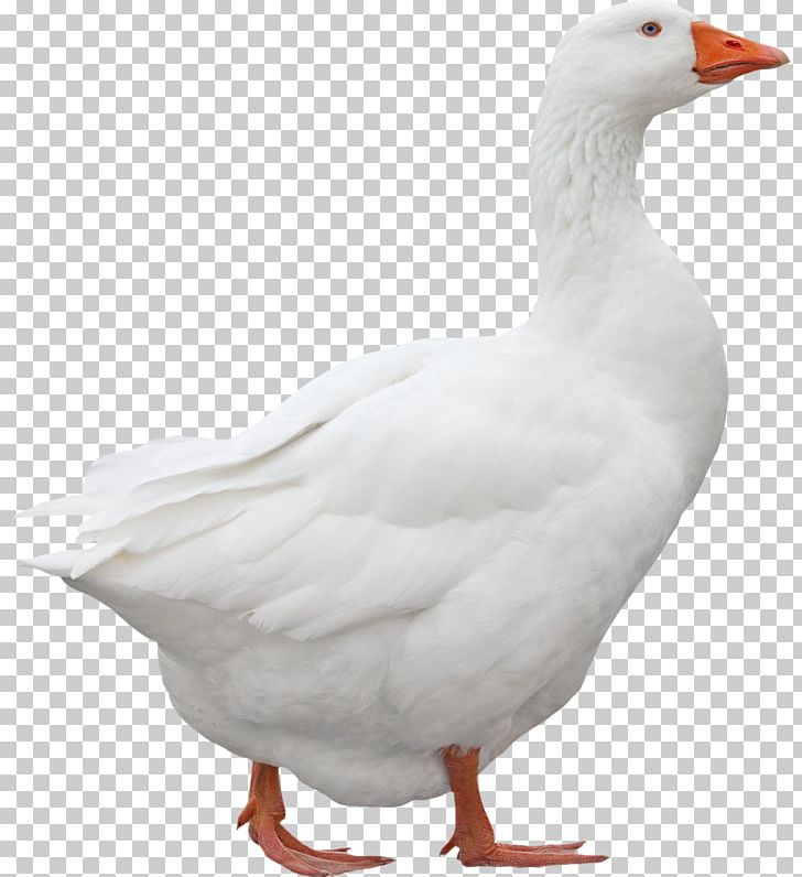 Emden Goose Domestic Goose Ganso Duck PNG, Clipart, Animals, Animals Goose, Beak, Bird, Cartoon Goose Free PNG Download