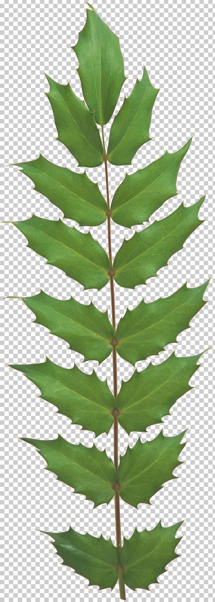 Leaf Evergreen Plant Stem Tree Vascular Plant PNG, Clipart, Conifer, Evergreen, Evergreen Plant, Fir, Leaf Free PNG Download
