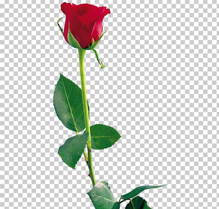 Rose PNG, Clipart, Bud, China Rose, Cut Flowers, Desktop Wallpaper, Download Free PNG Download
