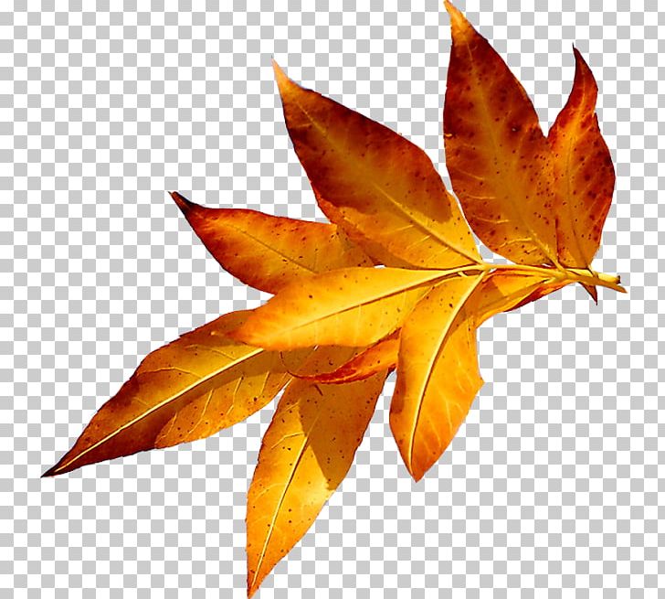 Autumn Leaves Maple Leaf Я PNG, Clipart, Abscission, Autumn, Autumn Leaves, Green, Leaf Free PNG Download