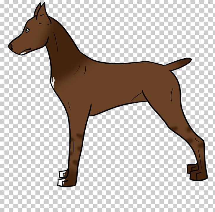 Dog Breed Dobermann German Pinscher Curly-coated Retriever Puppy PNG, Clipart, Animals, Breed, Carnivoran, Curlycoated Retriever, Dobermann Free PNG Download