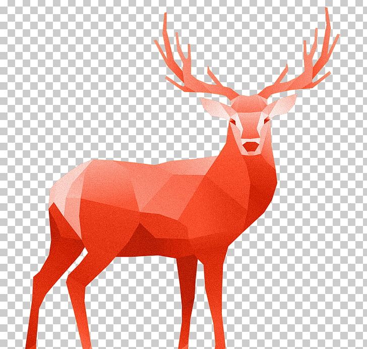 White-tailed Deer Red Deer PNG, Clipart, Animals, Antler, Deer, Drawing, Elk Free PNG Download