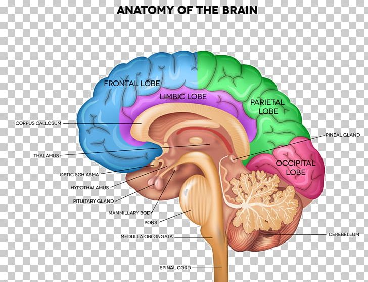 Human Brain Anatomy Human Body Sagittal Plane PNG, Clipart, Anatomy, Brain, Brain Anatomy, Human Anatomy, Human Behavior Free PNG Download
