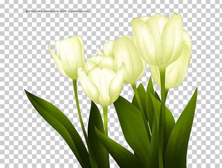 Tulip Cut Flowers Floral Design Flower Bouquet PNG, Clipart, Bud, Computer, Computer Wallpaper, Desktop Wallpaper, Floral Design Free PNG Download