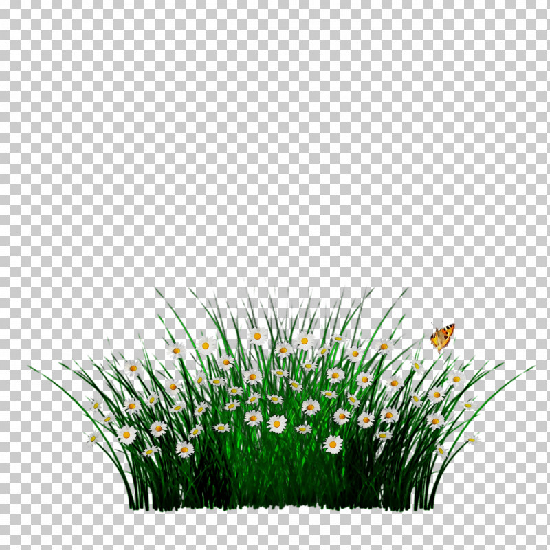 Grass Green Plant Grass Family Flower PNG, Clipart, Chives, Flower, Grass, Grass Family, Green Free PNG Download