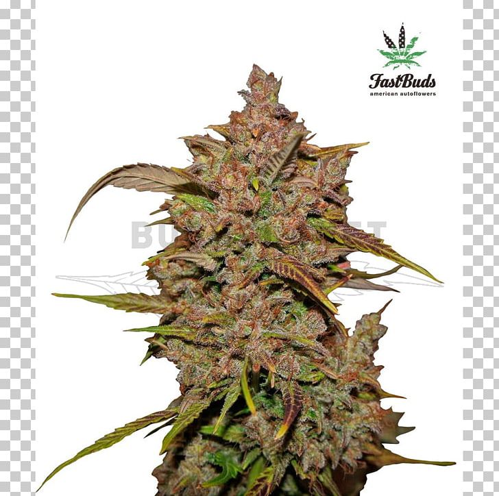 Autoflowering Cannabis Seed Bank Marijuana PNG, Clipart, Animals, Autoflowering Cannabis, Blue Dream, Cannabis, Cannabis Cultivation Free PNG Download
