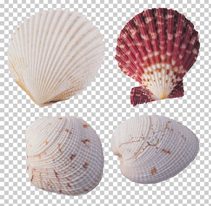 Cockle Seashell Desktop Shellfish Color PNG, Clipart, Animals, Beach, Clam, Clams Oysters Mussels And Scallops, Cockle Free PNG Download