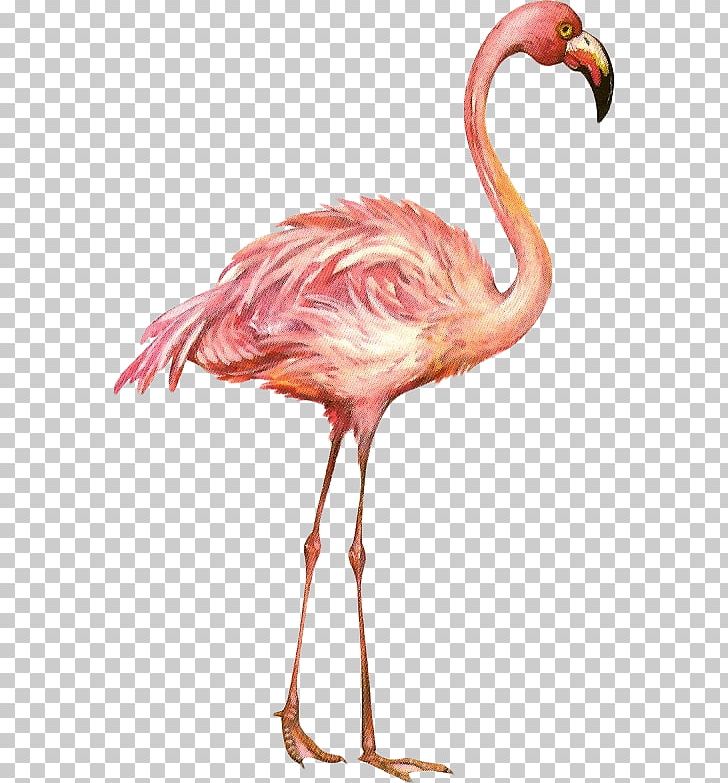 Flamingos Beak Health Love Child PNG, Clipart, Beak, Beauty, Bird, Child, Female Free PNG Download