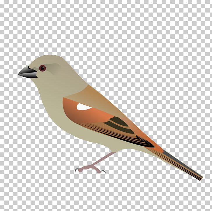 House Sparrow Bird Parrot-billed Sparrow File Size PNG, Clipart,  Free PNG Download