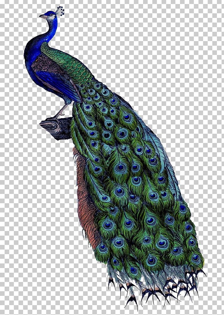 Pavo Painting Art Canvas Wall PNG, Clipart, Art, Asiatic Peafowl, Beak, Bird, Brocade Free PNG Download