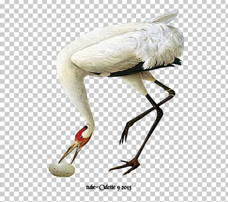 Bird White Stork Psp Tubes Diary With PNG, Clipart, Animal, Beak, Bird, Ciconiiformes, Crane