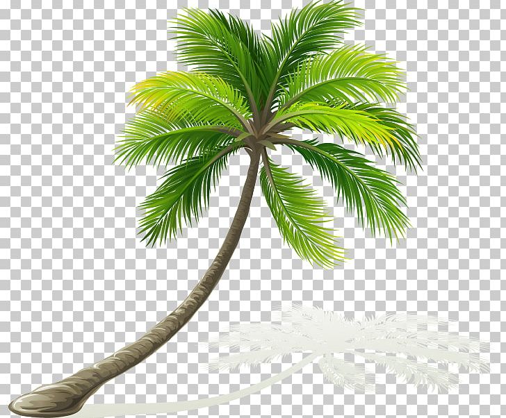 Kailua Maui Oahu Sticker Beach PNG, Clipart, Arecales, Beach, Borassus Flabellifer, Coconut, Date Palm Free PNG Download