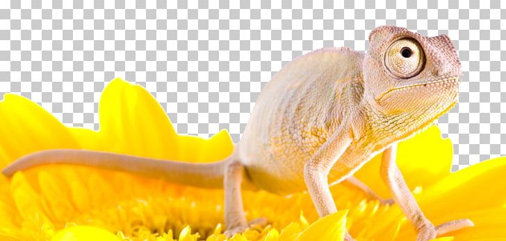 Reptile Lizard Chamaeleo Chameleon PNG, Clipart, Amphibian, Animal, Animals, Chamaeleo, Chameleon Free PNG Download