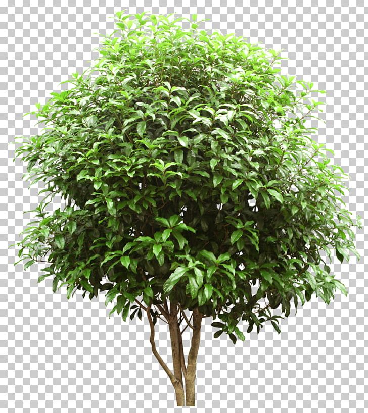 Stock Photography Tree Shrub PNG, Clipart, Black Locust, Branch, Digital Image, English Walnut, Evergreen Free PNG Download