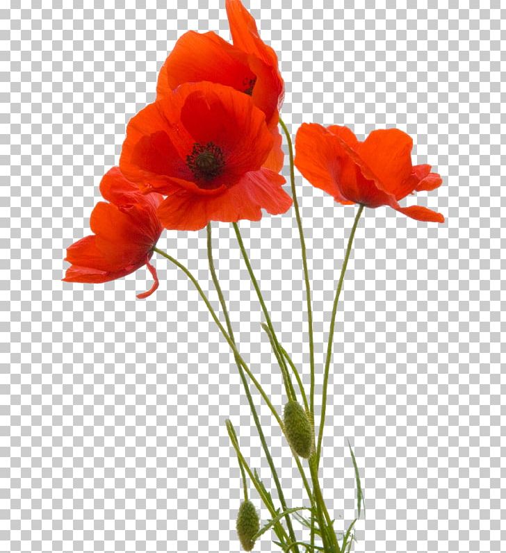 Common Poppy Flower Remembrance Poppy Opium Poppy PNG, Clipart, Anemone, Armistice Day, Color, Common Poppy, Coquelicot Free PNG Download