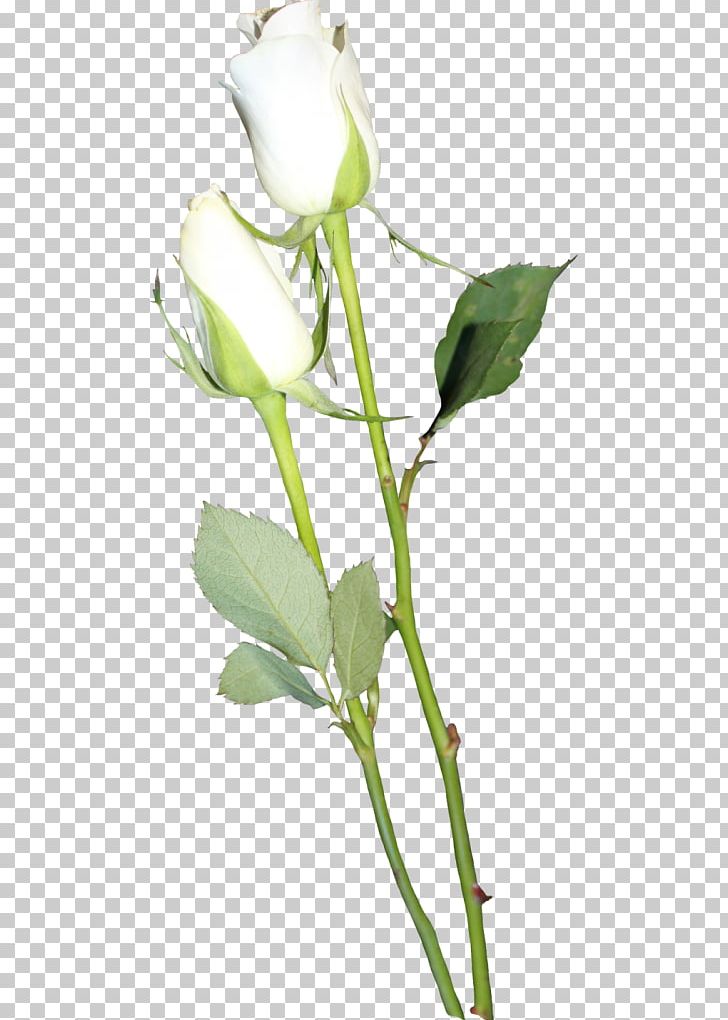 Garden Roses Flower PNG, Clipart, Art, Branch, Bud, Cut Flowers, Flora Free PNG Download
