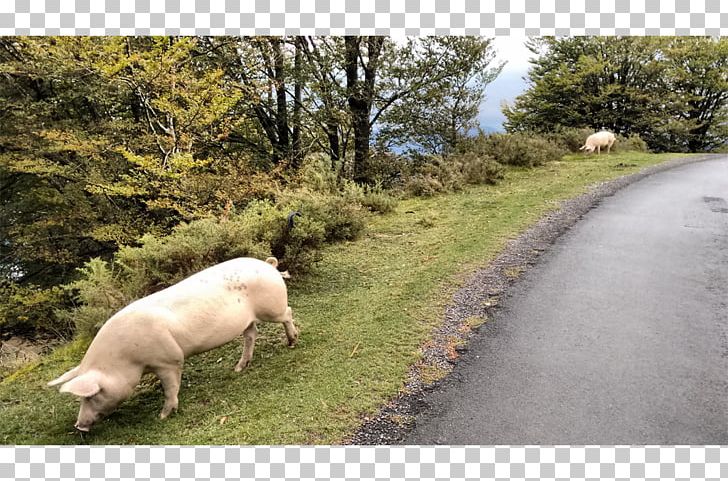 Pig Pasture Fauna Grazing Snout PNG, Clipart, Fauna, Grass, Grazing, Livestock, Meadow Free PNG Download