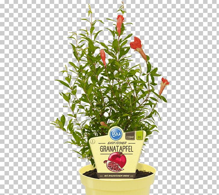 Pomegranate Herb Auglis Vegetable Cyclanthera Pedata PNG, Clipart, Auglis, Coriander, Embryophyta, Flower, Flowerpot Free PNG Download