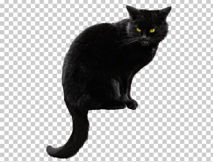 Portable Network Graphics Bombay Cat Kitten PNG, Clipart, Animals, Arama, Asian, Asian Semi Longhair, Black Free PNG Download