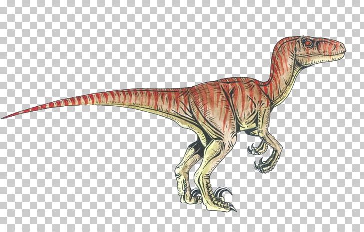 Velociraptor Deinonychus Tyrannosaurus Achillobator Dinosaur PNG, Clipart, Achillobator, Animal Figure, Apatosaurus, Deinonychus, Dinosaur Free PNG Download