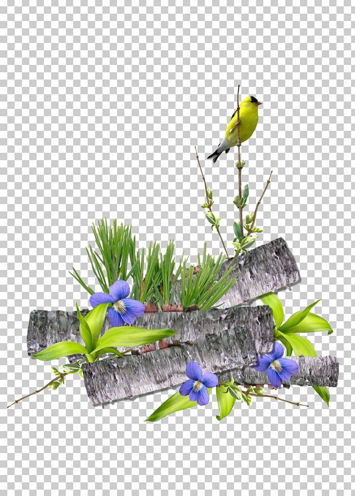 Bird Day .nl Weather Parakeet PNG, Clipart, Animals, Bird, Blog, Branch, Business Day Free PNG Download