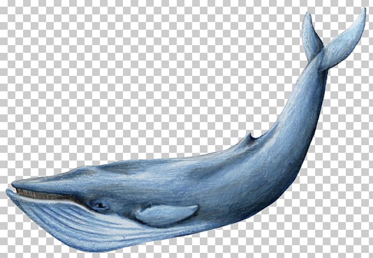 Blue Whale PNG, Clipart, Animals, Blue Whale, Com, Desktop Wallpaper, Display Resolution Free PNG Download