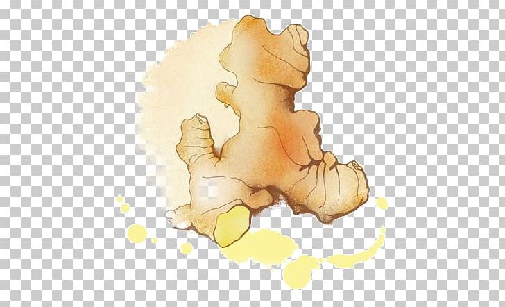 Ginger Cartoon Drawing Illustration PNG, Clipart, Architectural Drawing, Blooming, Carnivoran, Cartoon, Condiment Free PNG Download