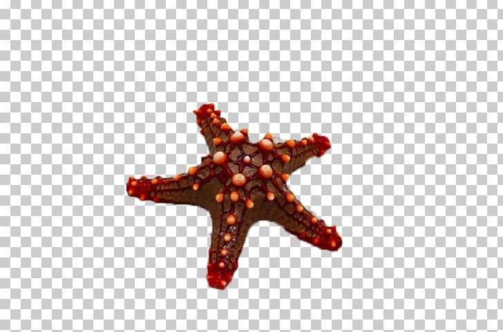 Red Sea Starfish PNG, Clipart, Animals, Deep, Deep Sea, Euclidean Vector, Gratis Free PNG Download