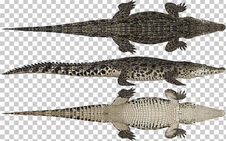 Nile Crocodile American Alligator Yacare Caiman Broad-snouted Caiman PNG, Clipart, Alligator, Alligators, American Alligator, American Crocodile, Black Caiman Free PNG Download