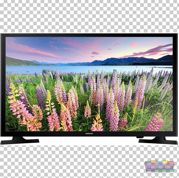 Samsung J5270 Samsung J5200 LED-backlit LCD Smart TV PNG, Clipart, 4k Resolution, Flora, Flower, Grass, Grass Family Free PNG Download
