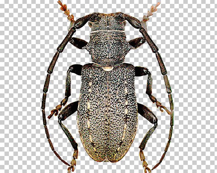 Weevil Longhorn Beetle Scarab Terrestrial Animal PNG, Clipart, Animal, Animals, Arthropod, Beetle, Insect Free PNG Download