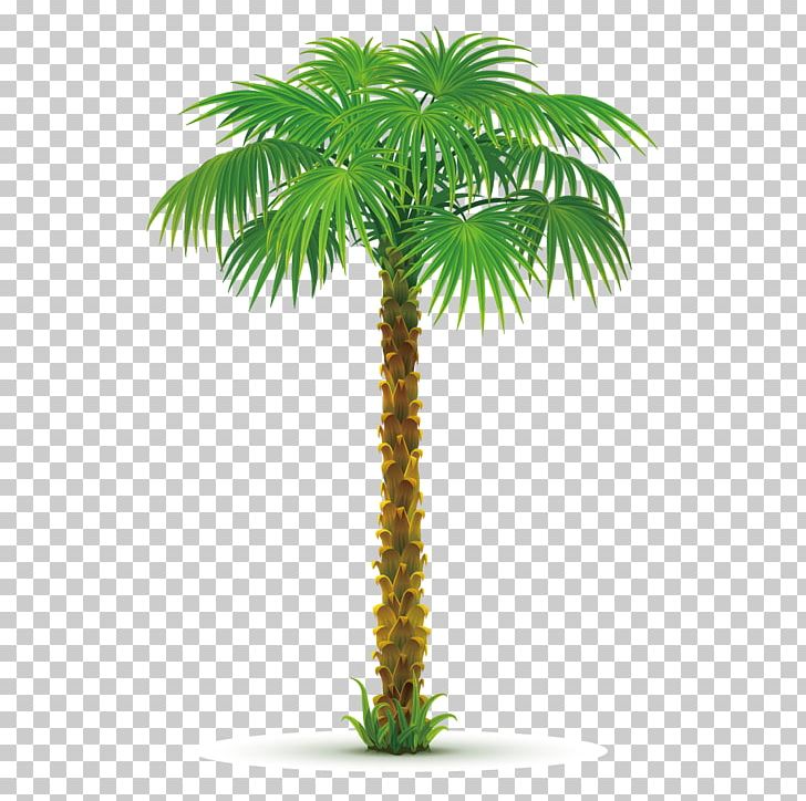 Arecaceae Tree Areca Palm PNG, Clipart, Arecales, Borassus Flabellifer, Christmas Tree, Coconut, Coconut Tree Free PNG Download
