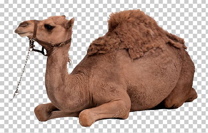 Dromedary Bactrian Camel PNG, Clipart, Animal, Animals, Arabian Camel, Bactrian Camel, Camel Free PNG Download